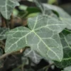 Hedera Helix Norðîc® 'Hevil' (Småbladet Vedbend), Salgshøjde: 60- Cm -Haveforsyninger Salg 2024 nybd 703750000001
