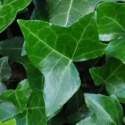 Hedera Helix Norðîc® 'Hesma' (Vedbend), Salgshøjde: 60- Cm