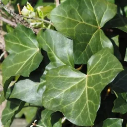 Hedera Hibernica Norðîc® 'Hestor' (Vedbend), Salgshøjde: 100- Cm