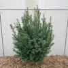 Taxus Baccata (Alm. Taks), Salgshøjde: 80-100 Cm 1 Taxus Baccata (Alm. Taks), Salgshøjde: 80-100 Cm -Haveforsyninger Salg 2024 nyh 16021430001