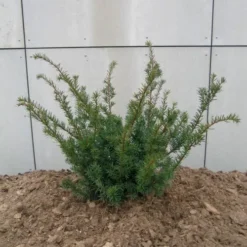 Taxus Media 'Farmen' (Taks), Salgshøjde: 30-40 Cm