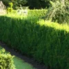 Taxus Baccata Brande Select ’TANY0109’ PBR, Salgshøjde:  30+ Cm -Haveforsyninger Salg 2024 nyh 55000400601