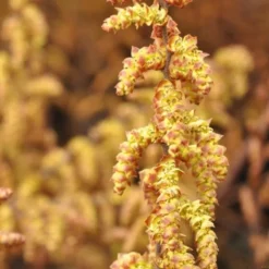 MYRICA GALE (Porse), Salgshøjde: Potte 30-40 Cm 3 L