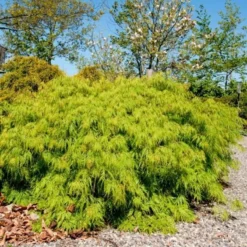 Acer Palm. 'Dissectum Viride': (Japansk Dværgløn), Salgshøjde: 30-40 Cm