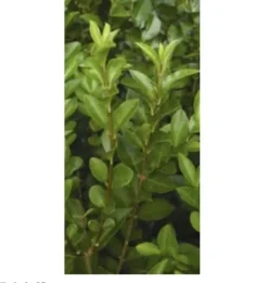 Ligustrum Ovalifolium ( Storbladet Liguster) Salgsh: 30-50 Cm. (Barrodet Bundt M/10 Stk) 5 Ligustrum Ovalifolium ( Storbladet Liguster) Salgsh: 30-50 Cm. (Barrodet Bundt M/10 Stk) -Haveforsyninger Salg 2024 ovalifolium 1