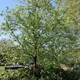 Pyrus Communis (Vild Pære) Salgshøjde: 30-50 Cm. (Barrodet Bundt M/10 Stk) -Haveforsyninger Salg 2024 paere