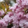 Prunus 'Kiku-shidare-zakura' (JAPANSK HÆNGEKIRSEBÆR) Stammehøjde 120 Cm -Haveforsyninger Salg 2024 stjct 02075716 1111 1