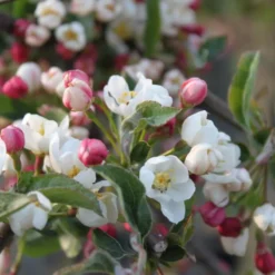 Malus Toringo 'Tina' (PARADISÆBLE) Stammehøjde 80 Cm