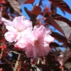 Prunus Serr. 'Royal Burgundy' (RØDBLADET JAPANSK KIRSEBÆR) Stammehøjde 150 Cm -Haveforsyninger Salg 2024 stjct 02075716 1271 1