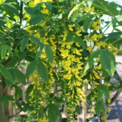Laburnum X Wat. 'Vossii' (GULDREGN) Stammehøjde 180 Cm