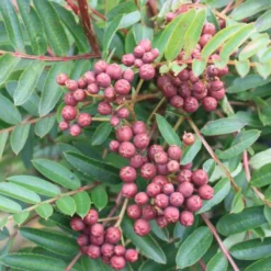 Sorbus 'Purple Magic' (DVÆRGRØN) Stammehøjde 80 Cm