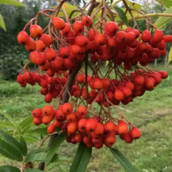 Sorbus 'Dodong' (KOREANSK RØN) Højde 150-175 Cm