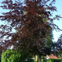 Fagus Sylv. 'Riversii' (BLODBØG) Højde 150-175 Cm