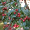 Crataegus Crus-galli (HANESPORETJØRN) Højde 175-200 Cm -Haveforsyninger Salg 2024 stjct 02075716 4831 1