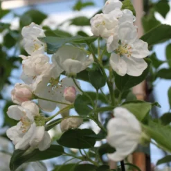 Malus 'Evereste' (PARADISÆBLE) Højde 175-200 Cm