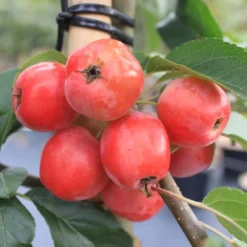 Malus 'Red Sentinel' (PARADISÆBLE) Højde 175-200 Cm