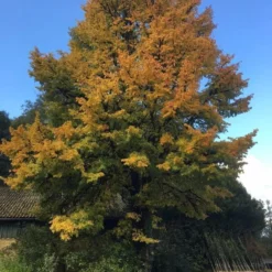 Ulmus Minor Var. Suberosa Enggaard (KORKELM) Højde 175-200 Cm