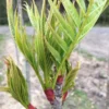 Sorbus 'Dodong' (KOREANSK RØN) Højde 175-200 Cm -Haveforsyninger Salg 2024 stjct 02075716 5171 1