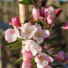 Malus 'Red Obelisk' (PARADISÆBLE) Højde 175-200 Cm -Haveforsyninger Salg 2024 stjct 02075716 5291 1