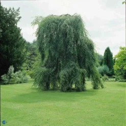 Betula Pendula 'Youngii' (SØRGEBIRK) Højde 200-250 Cm