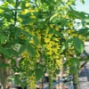 Laburnum X Wat. 'Vossii' (GULDREGN) Stammehøjde 120 Cm