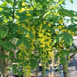 Laburnum X Wat. 'Vossii' (GULDREGN) Stammehøjde 120 Cm