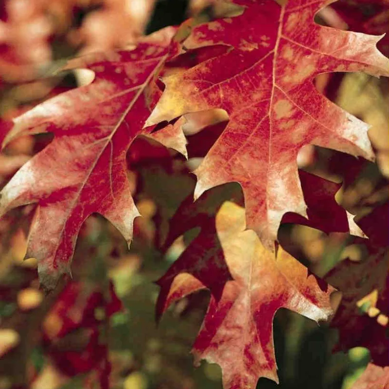 Quercus Rubra (RØDEG) Højde 200-250 Cm 3 Quercus Rubra (RØDEG) Højde 200-250 Cm