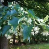 Tilia Cordata 'Greenspire' (SMÅBLADET LIND) Højde 200-250 Cm -Haveforsyninger Salg 2024 stjct 02075716 5791 1