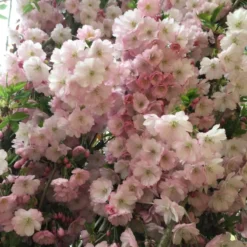 Prunus 'Accolade' Bundpodet (PRYDKIRSEBÆR) Højde 200-250 Cm