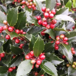 Ilex Mes. 'Blue Maid' (KRISTTORN) Stammehøjde 60 Cm