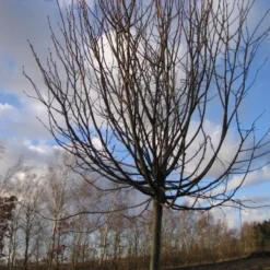 Tilia Cordata 'Green Globe' (KUGLELIND) Stammehøjde 150 Cm