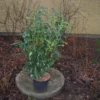 Prunus Laur. 'Novita' Højde 125-150 Cm -Haveforsyninger Salg 2024 stjsg 65459991 2
