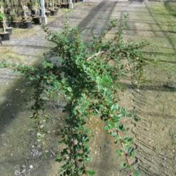 Cotoneaster Micr. 'Streibs Findling' (DVÆRGMISPEL) Stammehøjde 60 Cm