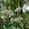 Styrax Japonicus 'June Snow' (SNEKLOKKEBLOMST) Salgshøjde: Potte 6 L -Haveforsyninger Salg 2024 stjst 02075716 6691 1