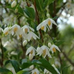 Styrax Japonicus 'June Snow' (SNEKLOKKEBLOMST) Salgshøjde: Potte 6 L